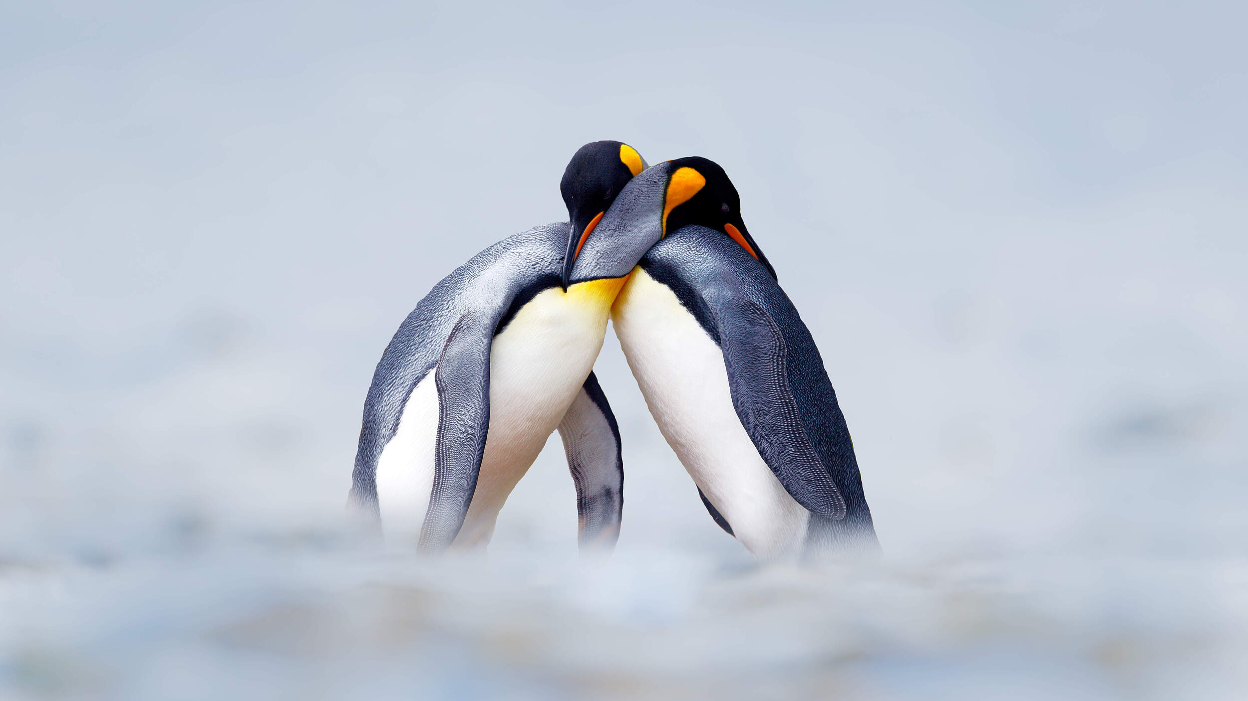 Ein kuschelndes Königspinguin-Paar 