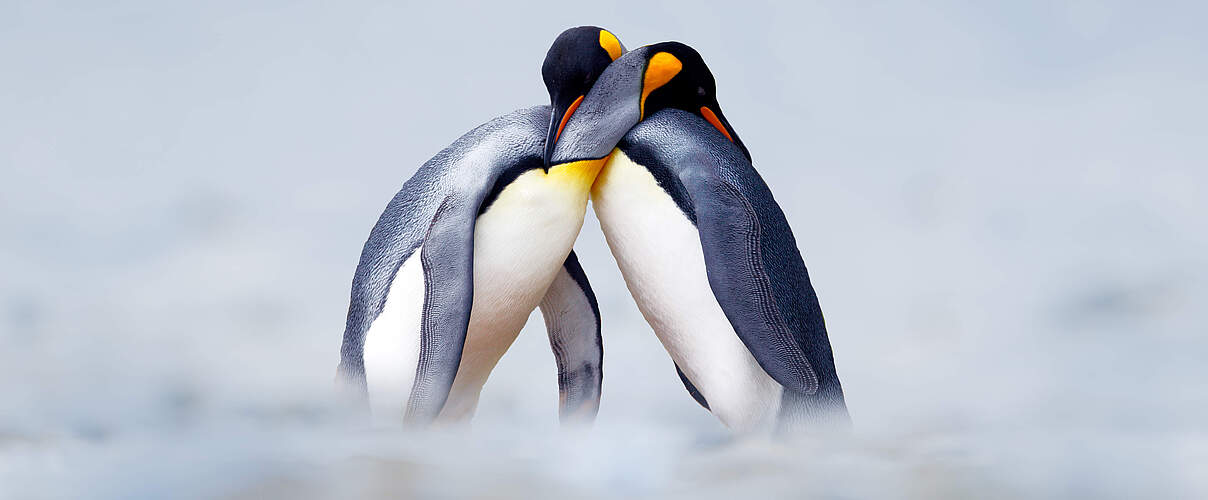 Ein kuschelndes Königspinguin-Paar 