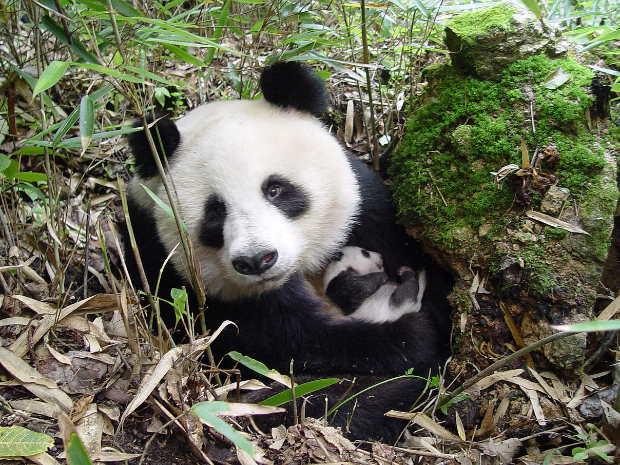 Großer Panda mit Nachwuchs © WWF China / Yong Yange