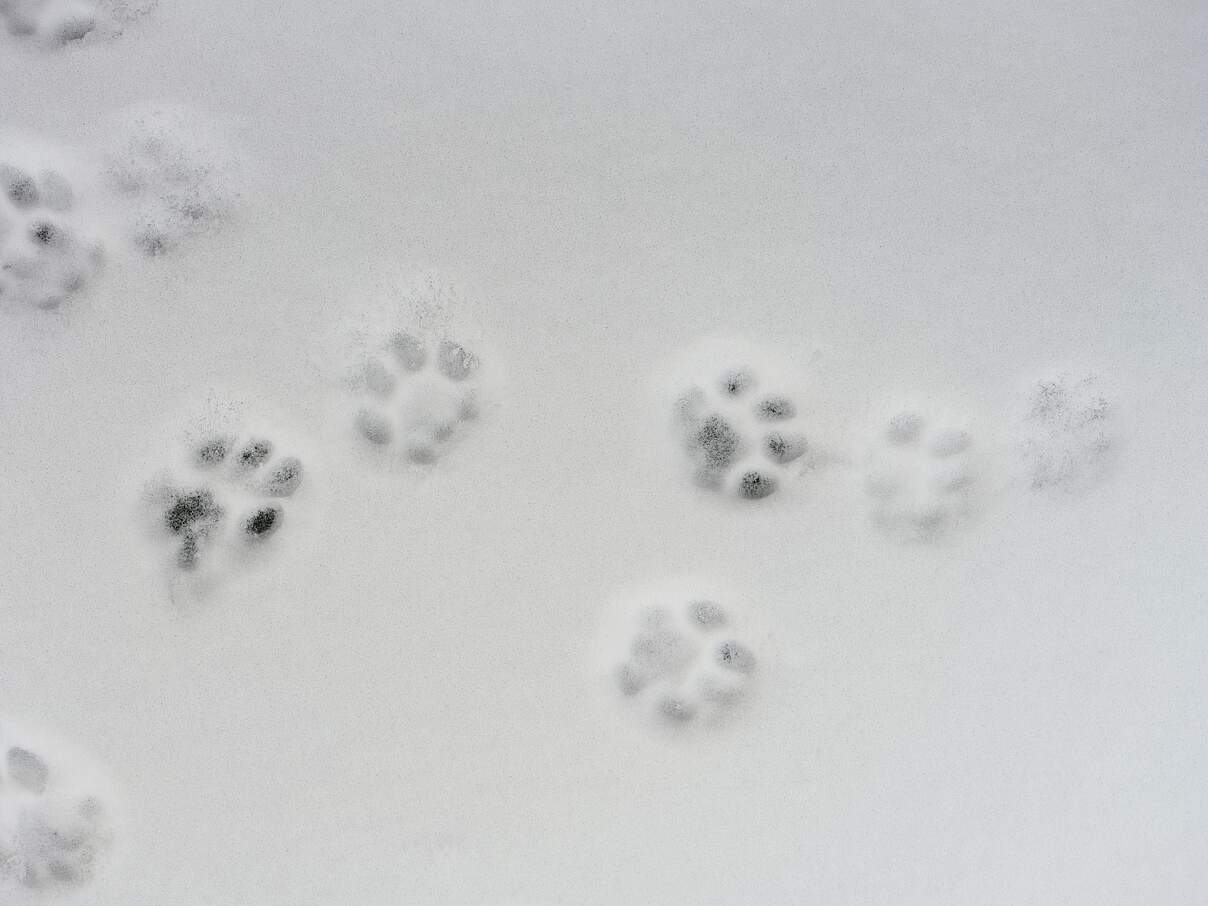 Katzenspuren im Schnee 