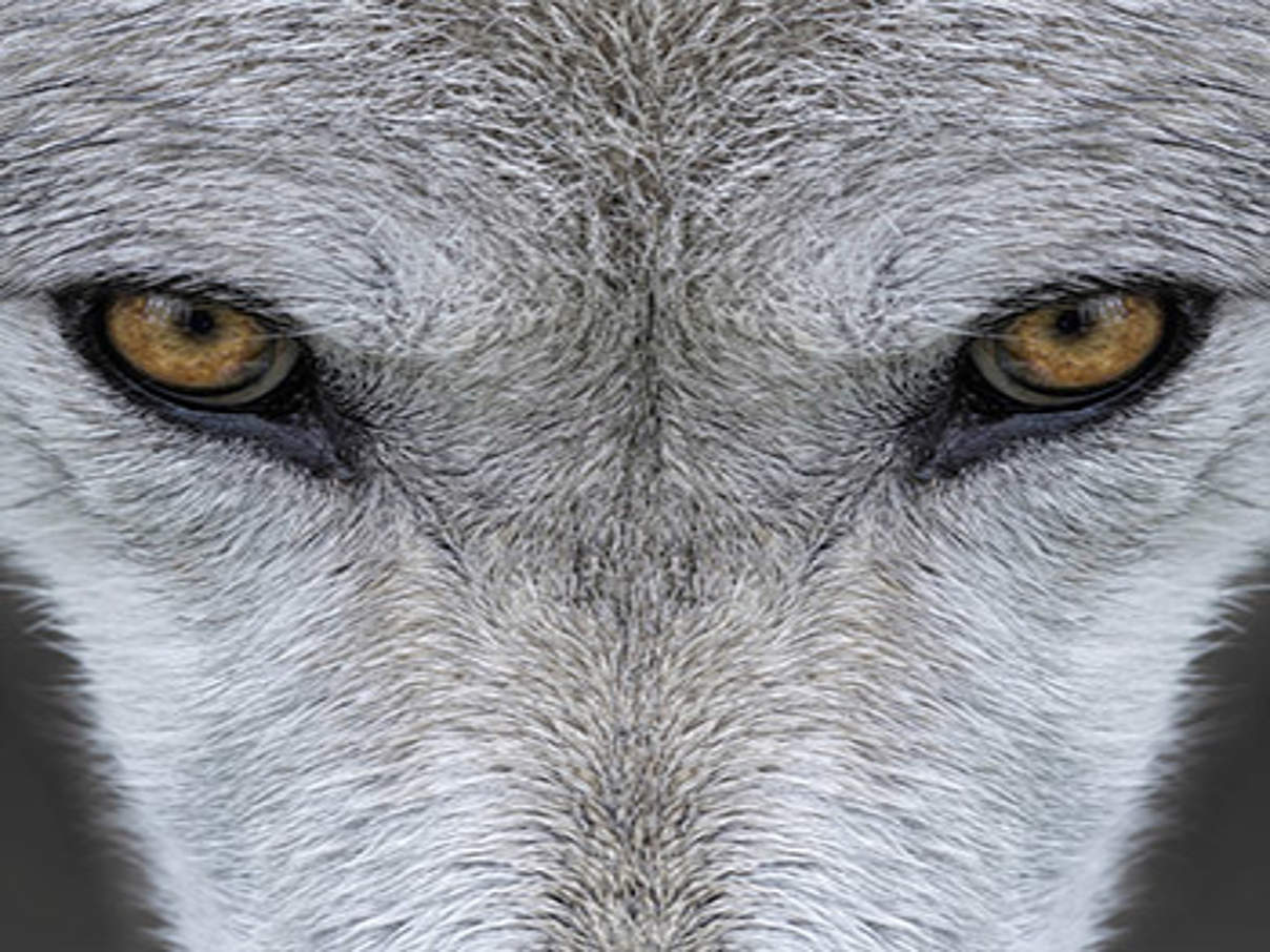 350 Wolf 185934126 c iStock Getty Images