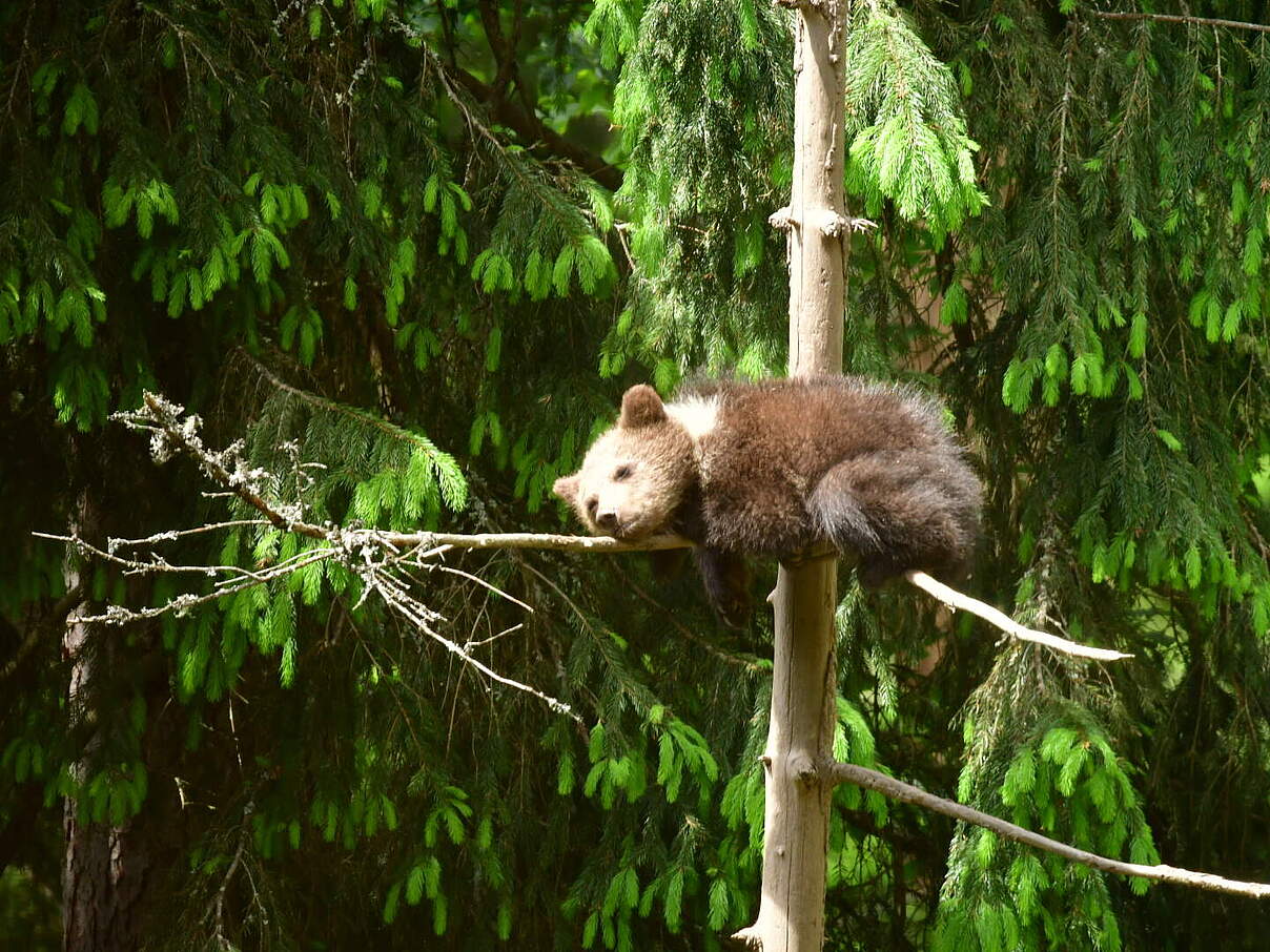 Junger Braunbär auf einem Baum © Moritz Klose / WWF