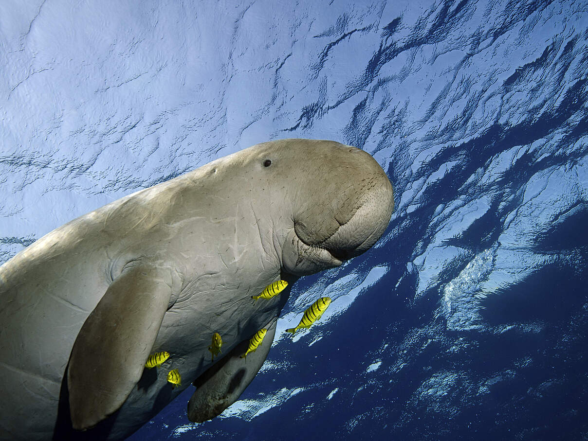 Dugong schwimmt im Meer 