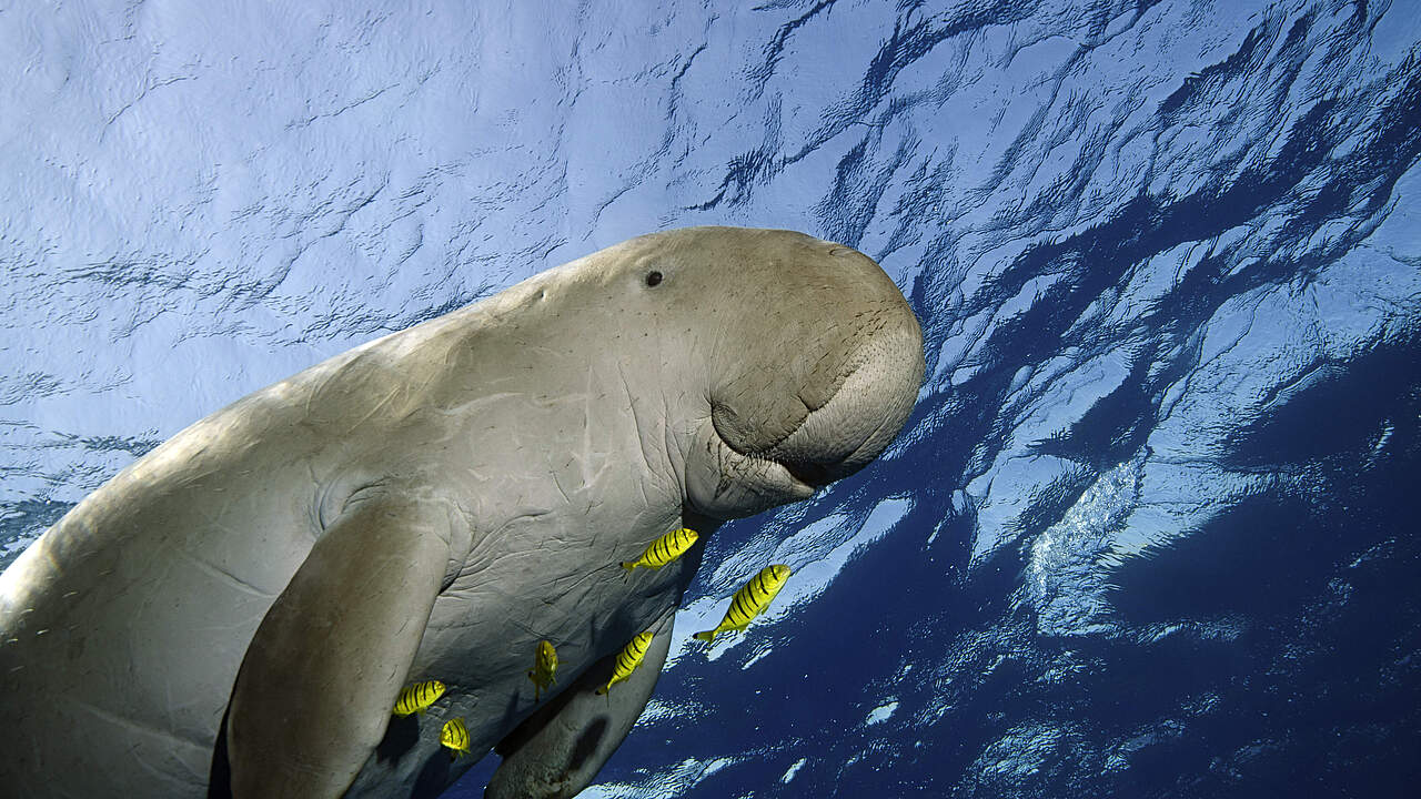 Dugong schwimmt im Meer 