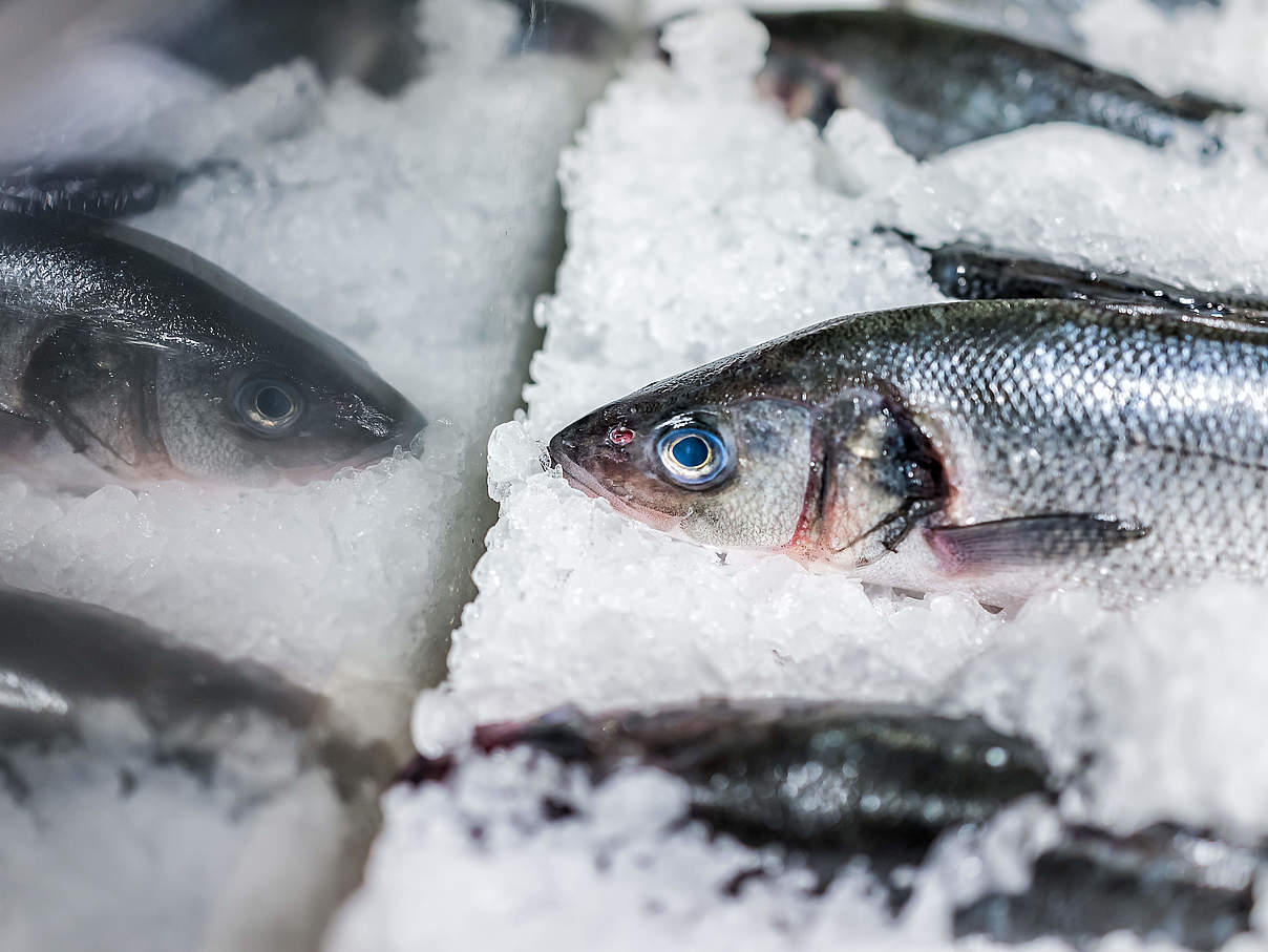 Fisch auf Eis © krblokhin / iStock GettyImages