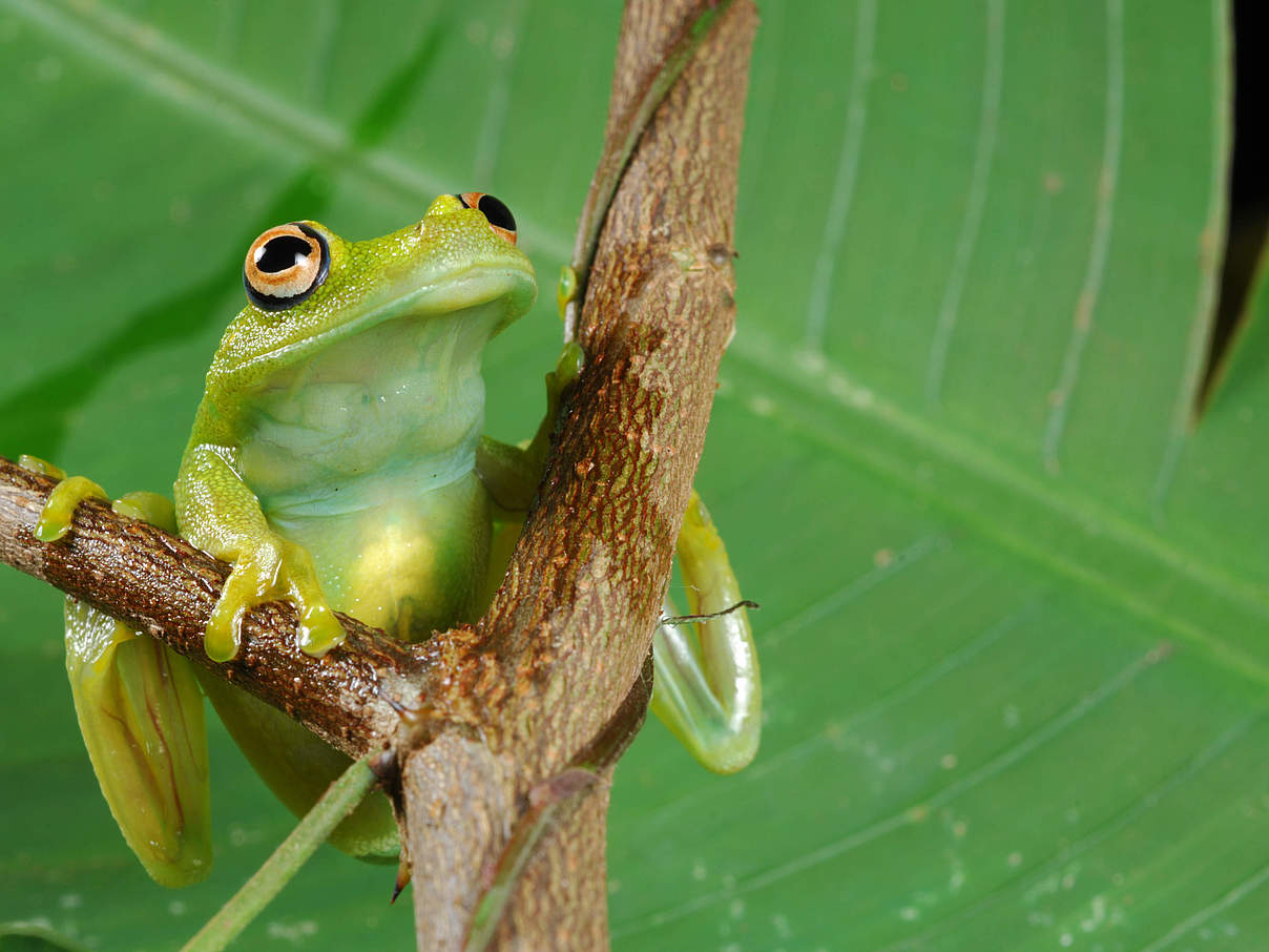 Frosch (Hyla granosa) im Amazonas © WWF-Brasil / Zig Koch