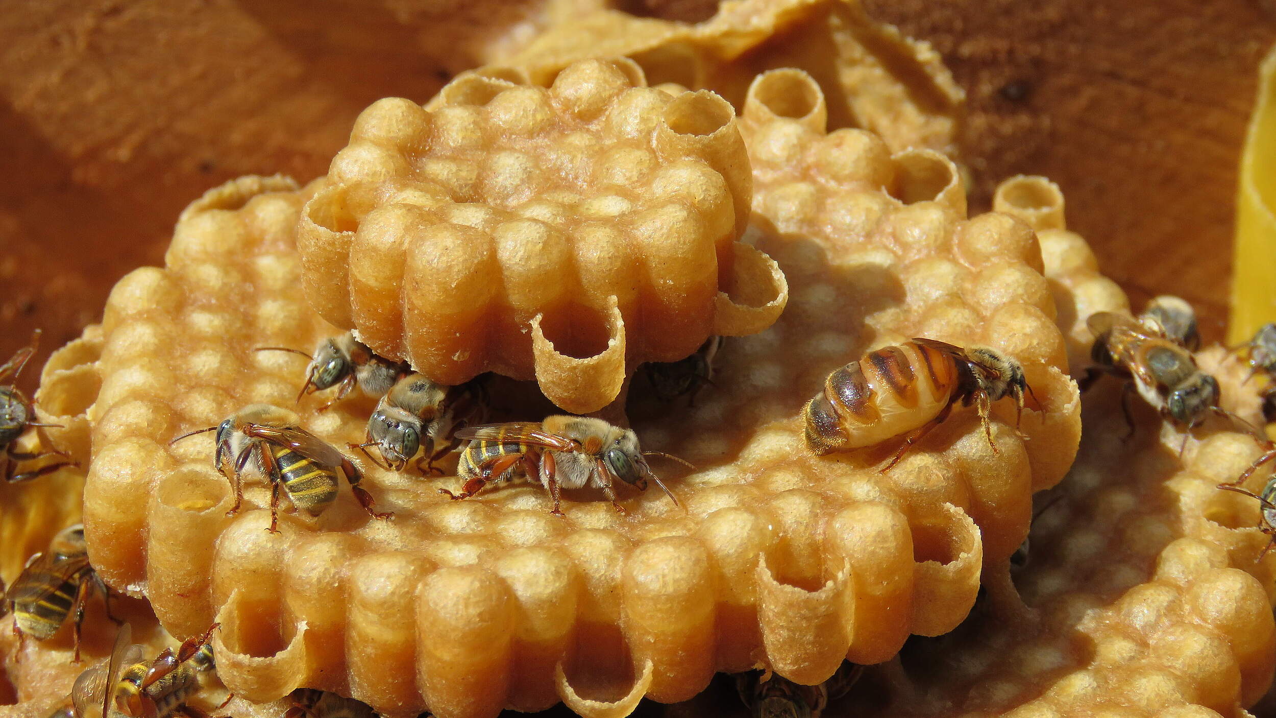 Stachellose Melipona Bienen © Samantha Sursock / iStock GettyImages