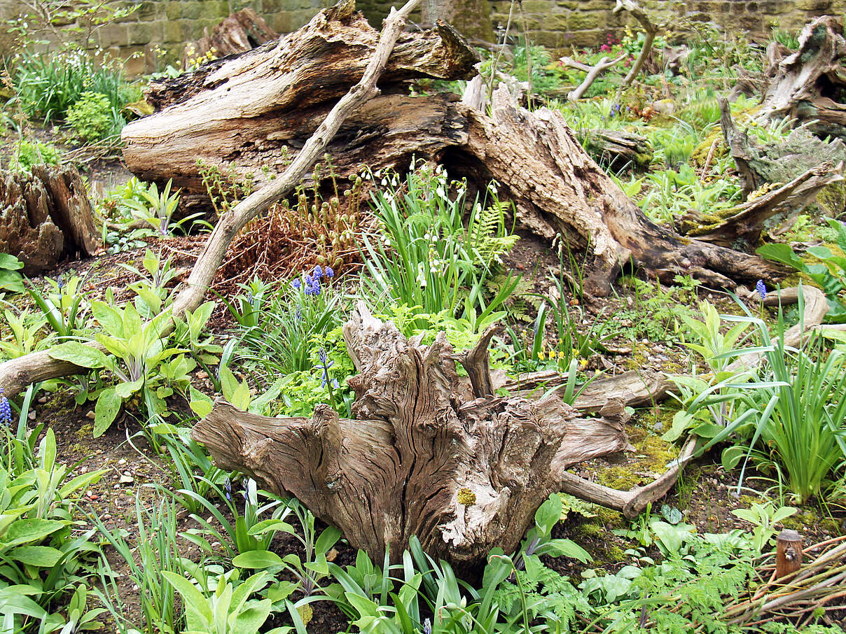 Abgestorbene Bäumestümpfe im Garten mit Pflanzen bewachsen. 