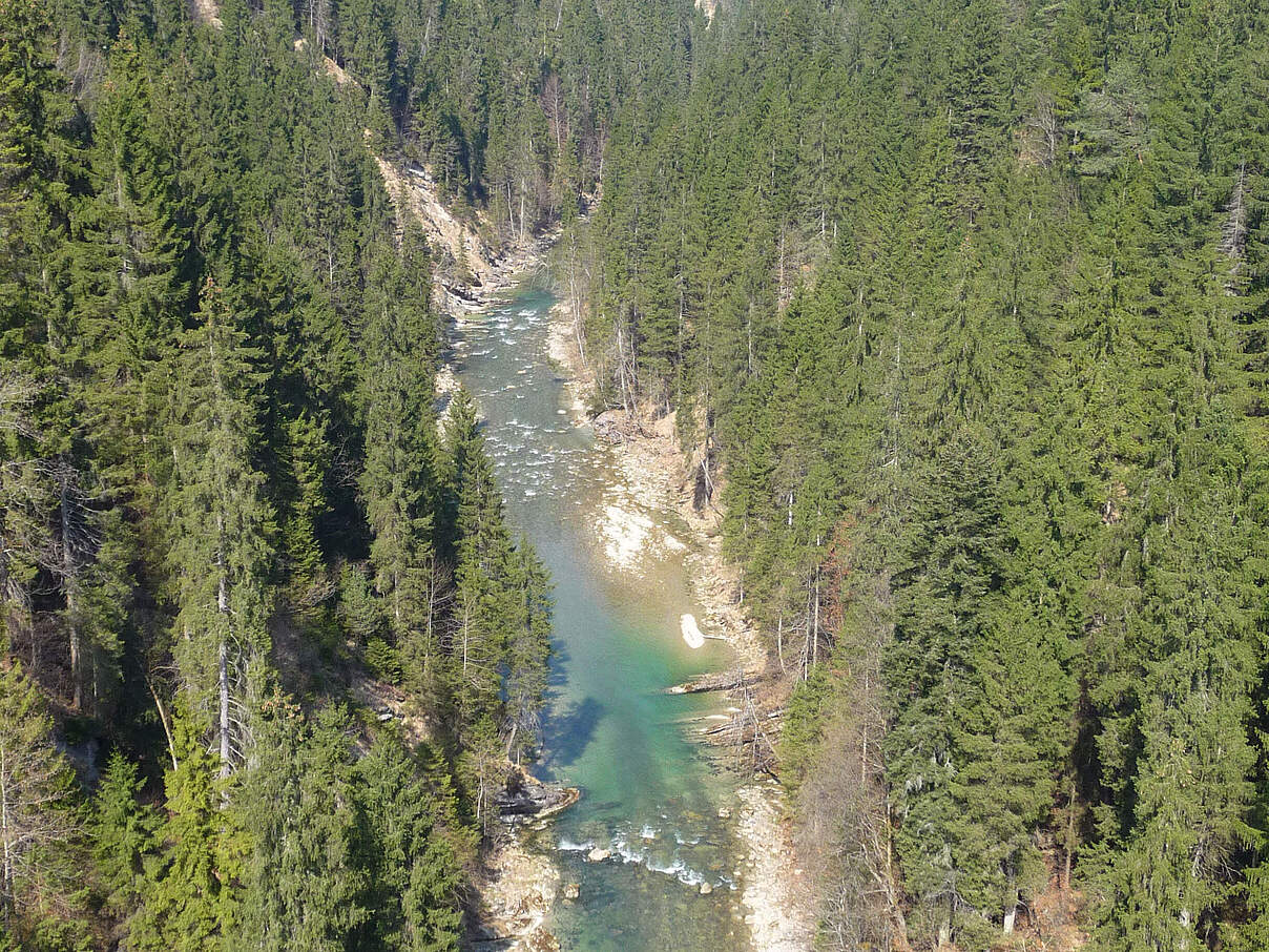 Der Oberlauf der Ammer macht ihrem Namen als Wildfluss noch alle Ehre © Claire Tranter / WWF Der Oberlauf der Ammer macht ihrem Namen als Wildfluss noch alle Ehre