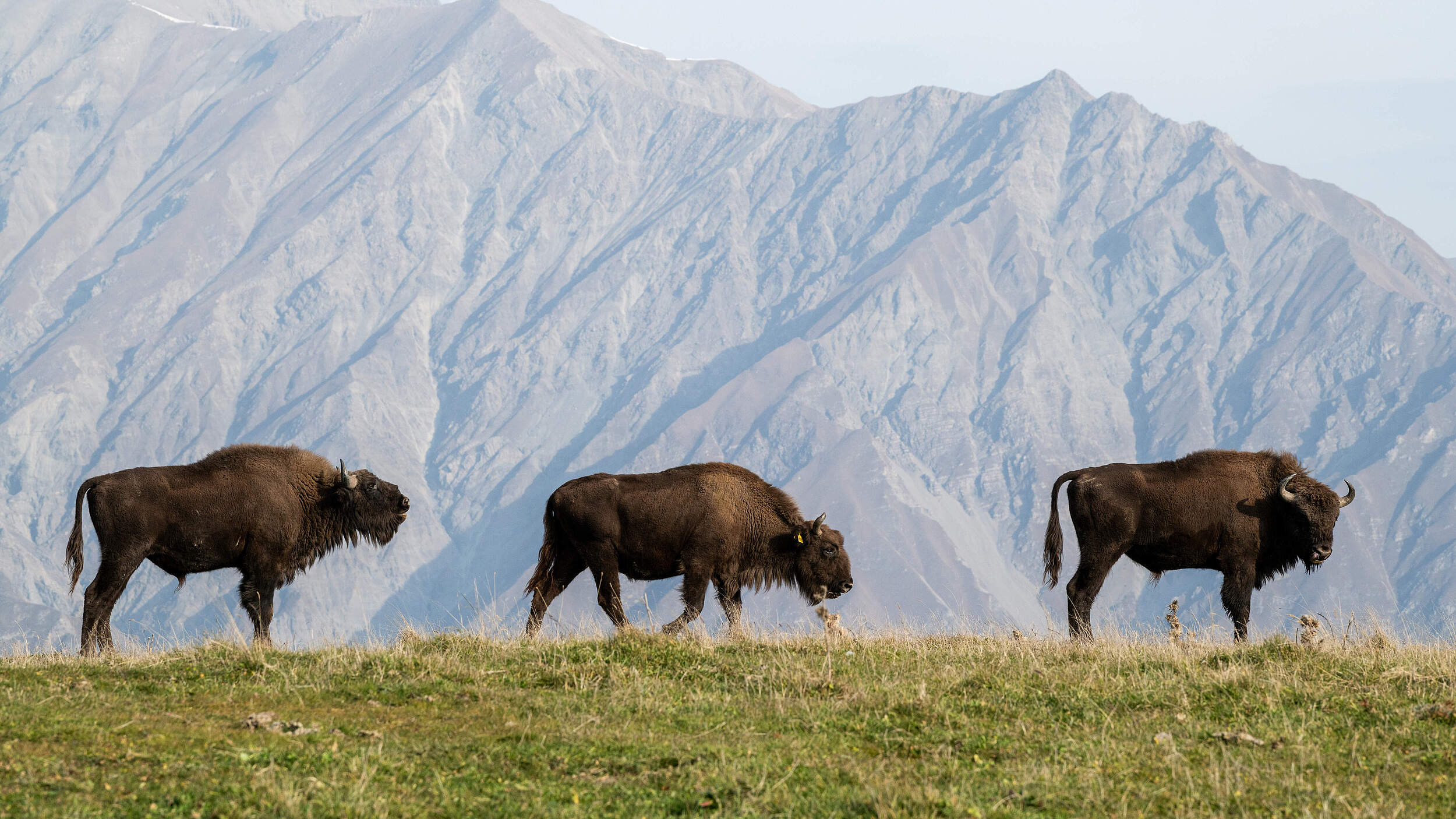 Wisente in Aserbaidschan © Emil Khalilov / WWF