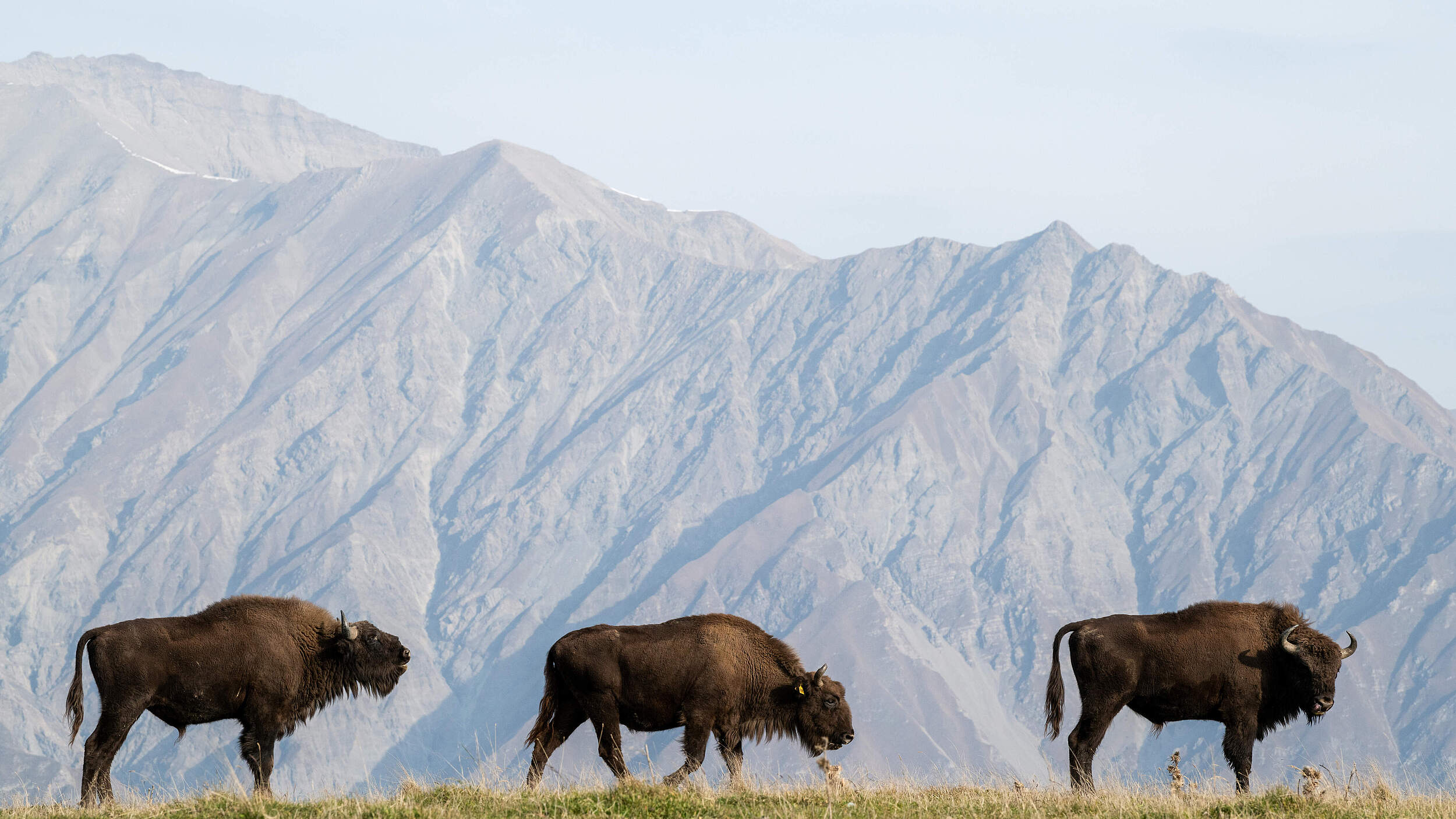 Wisente in Aserbaidschan © Emil Khalilov / WWF