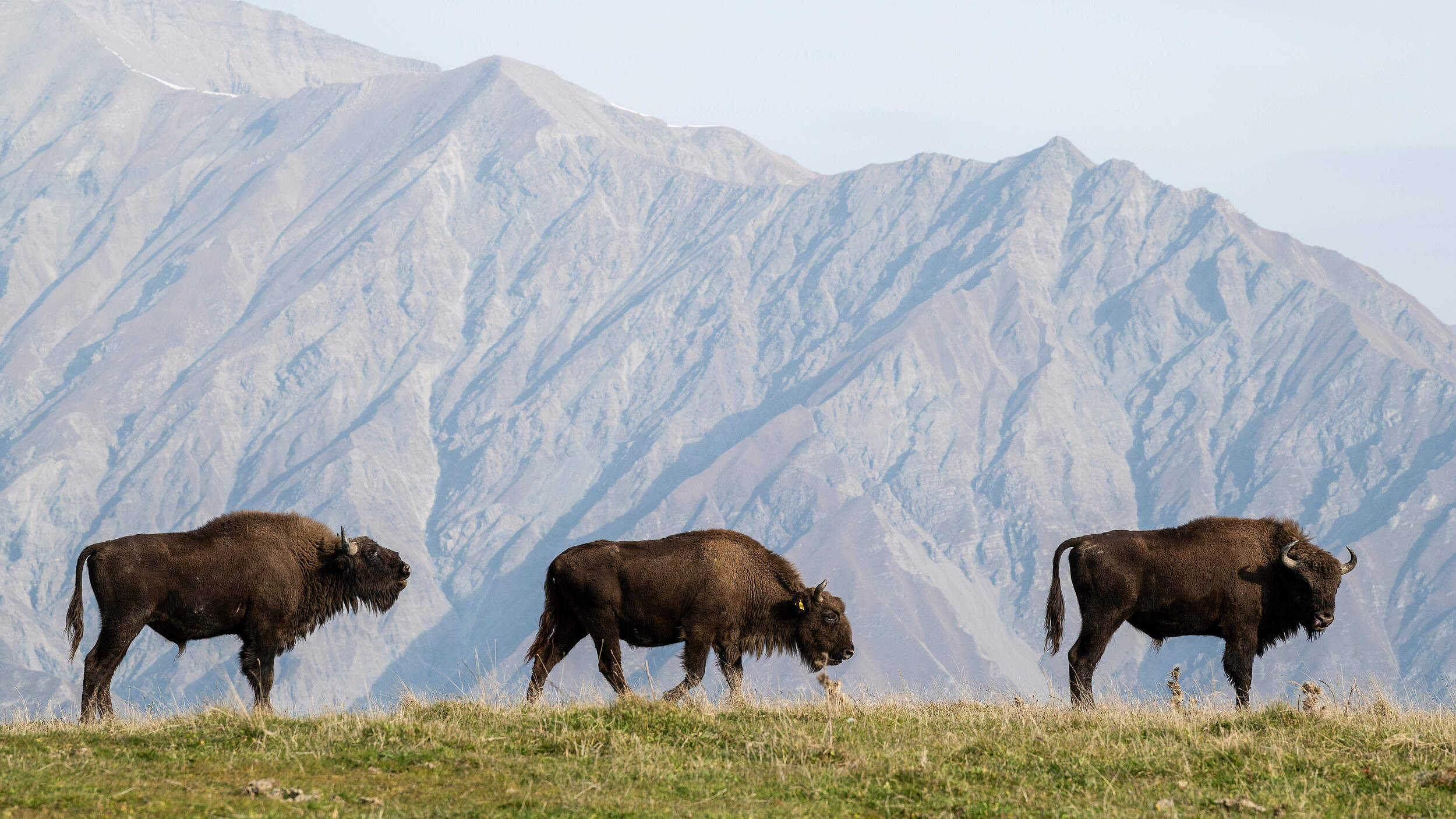 Wisente in Aserbaidschan © Emil Khalilov / WWF