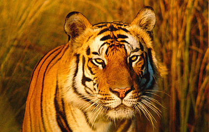 Bengal-Tiger in Indien © naturepl.com / Francois Savigny / WWF
