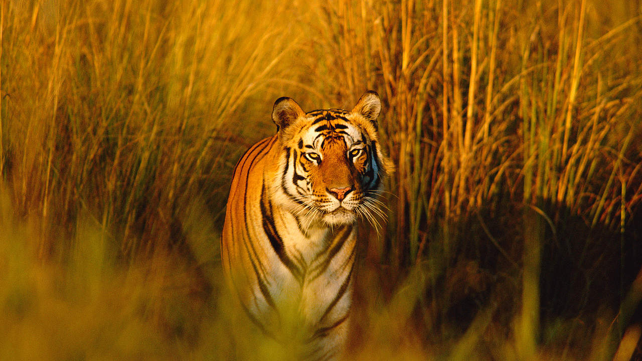 Bengal-Tiger in Indien © naturepl.com / Francois Savigny / WWF