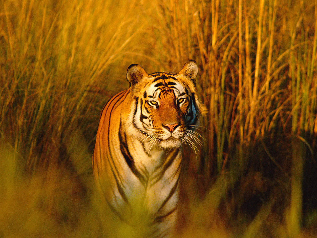 Bengal-Tiger in Indien © naturepl.com / Francois Savigny / WWF