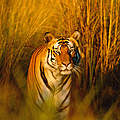 Bengal-Tiger in Indien © naturepl.com / Francois Savigny / WWF