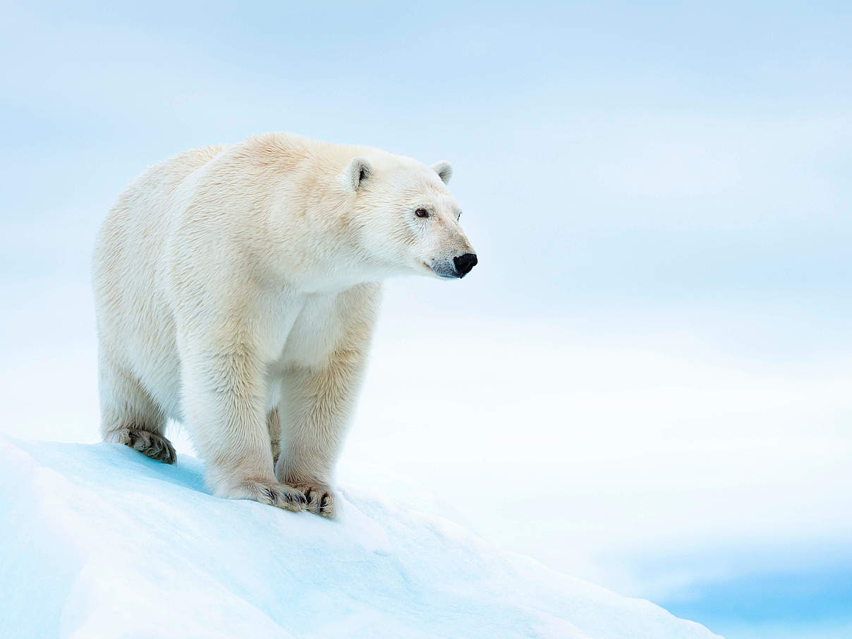 Eisbär © Richard Barrett / WWF-UK