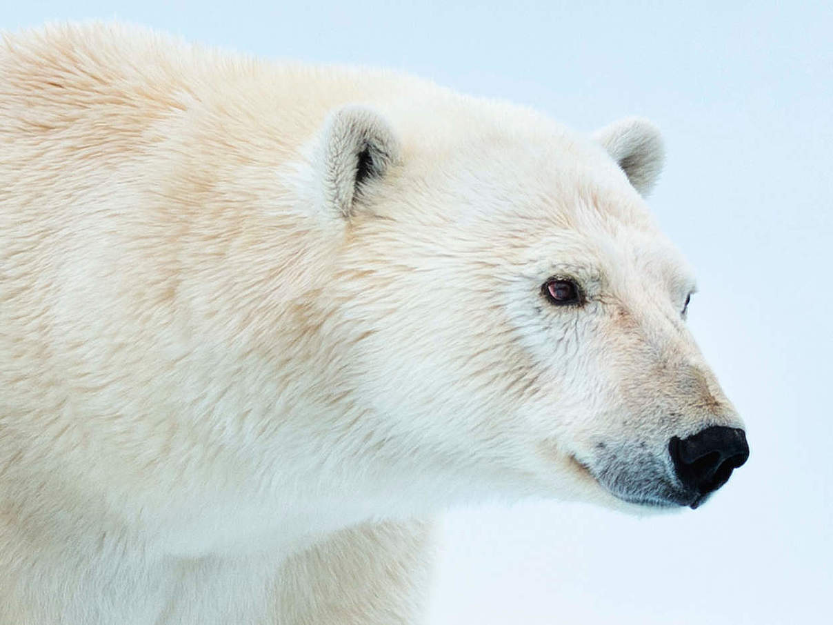 Eisbär © Richard Barrett / WWF-UK