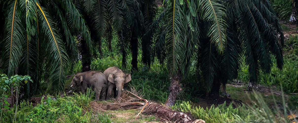 Borneo Elefanten © WWF 