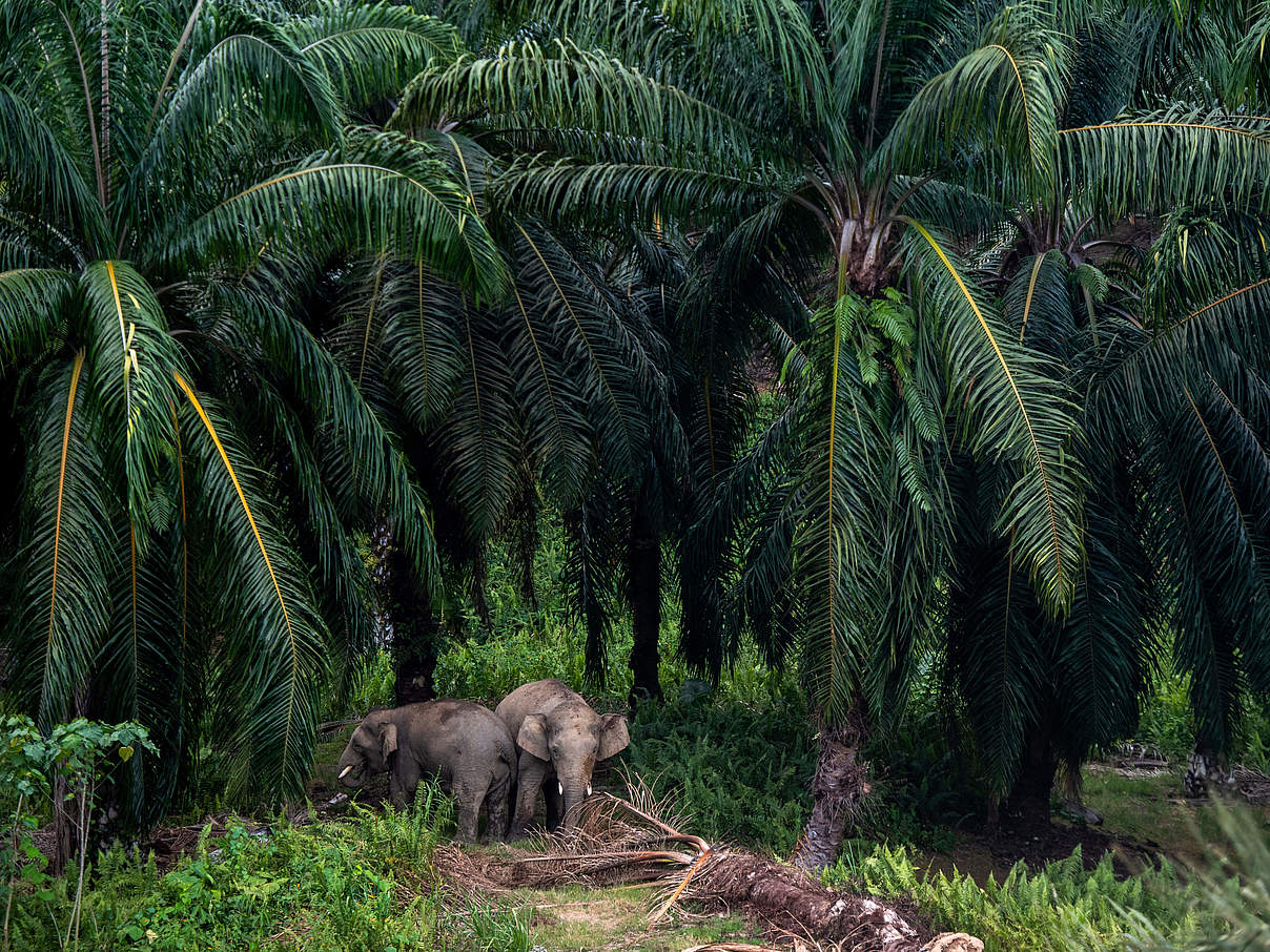 Borneo Elefanten © WWF 