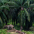 Borneo Elefanten © WWF 