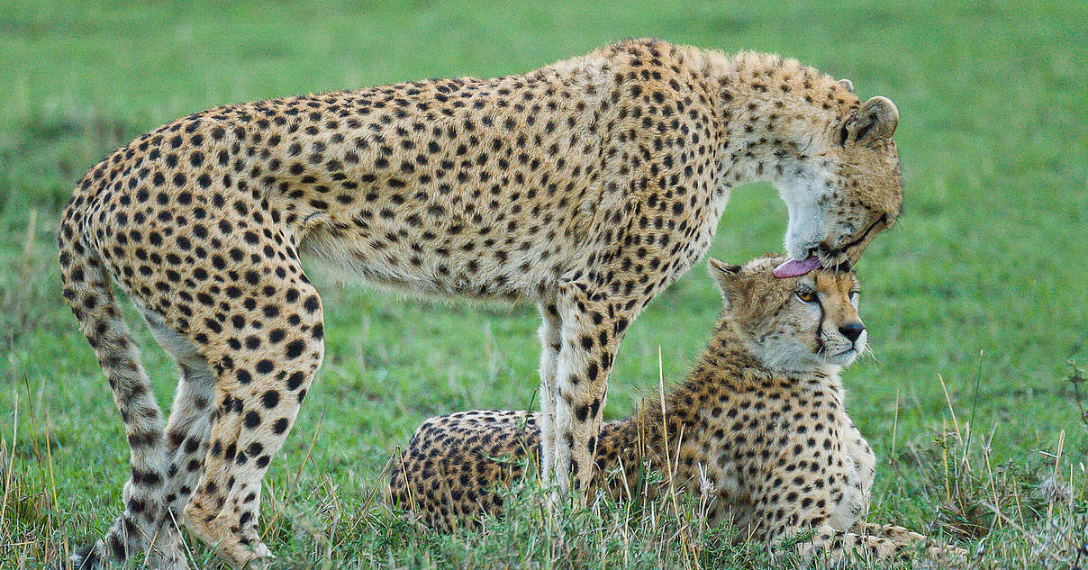 Wie Schnell Kann Ein Gepard Rennen