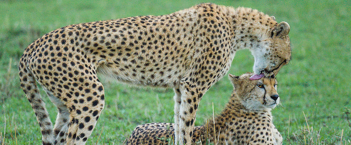 Geparden in Kenia © Linda Klipp