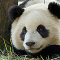 Großer Panda © naturepl.com / Andy Rouse / WWF