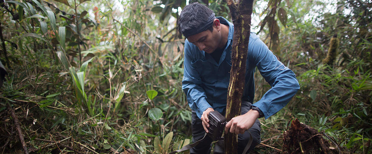 Jose Luis Mena installiert eine Kamerafalle in Cajamarca, Peru. © Sebastian Castañeda / WWF-Peru