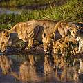 Löwenfamilie am Okavango Delta in Botswana © John Van Den Hende