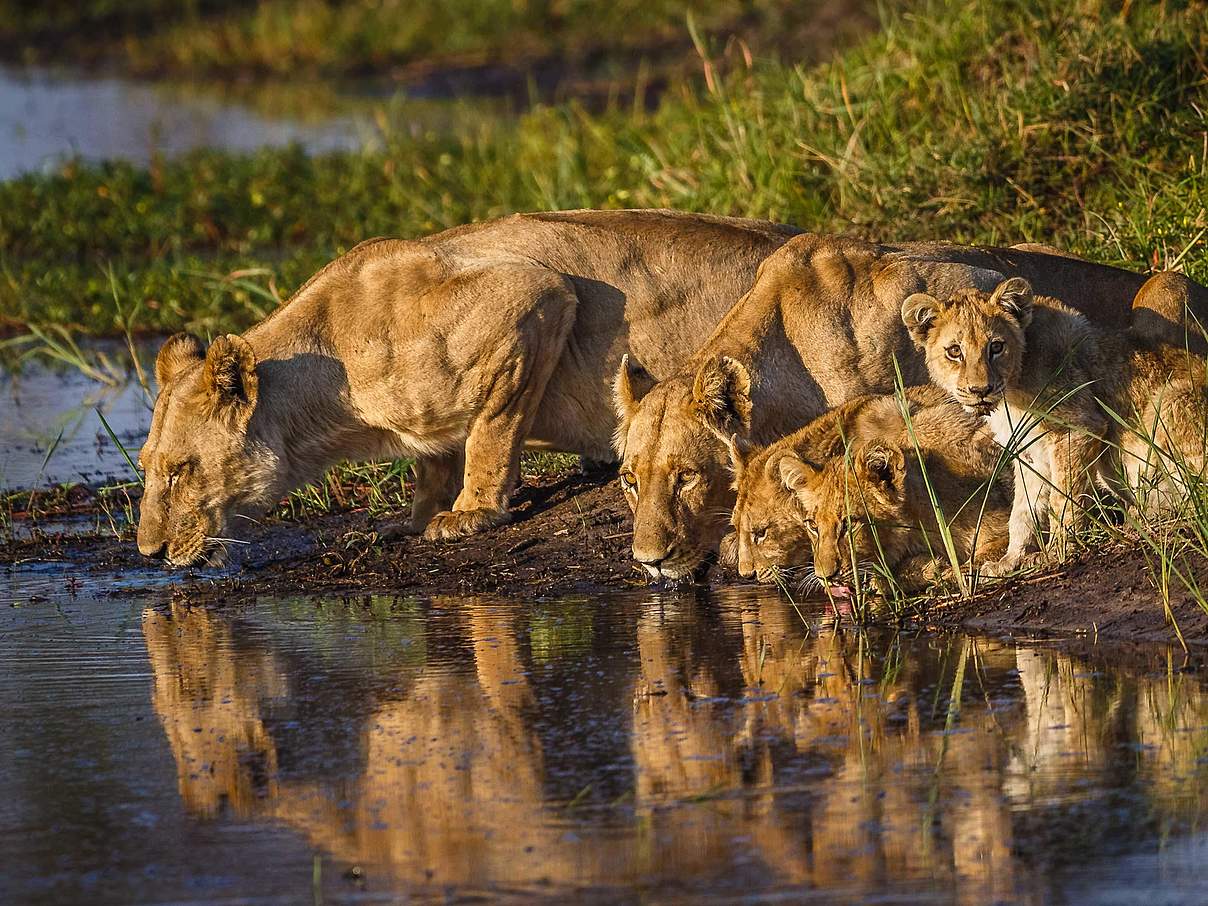 Löwenfamilie am Okavango Delta in Botswana © John Van Den Hende