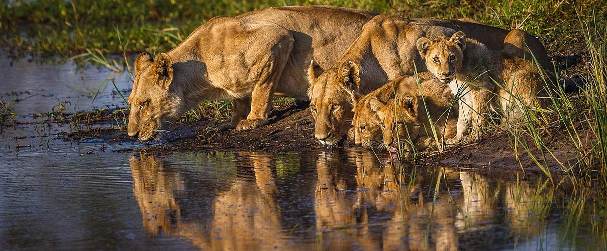 Löwenfamilie am Okavango Delta in Botswana © John Van Den Hende