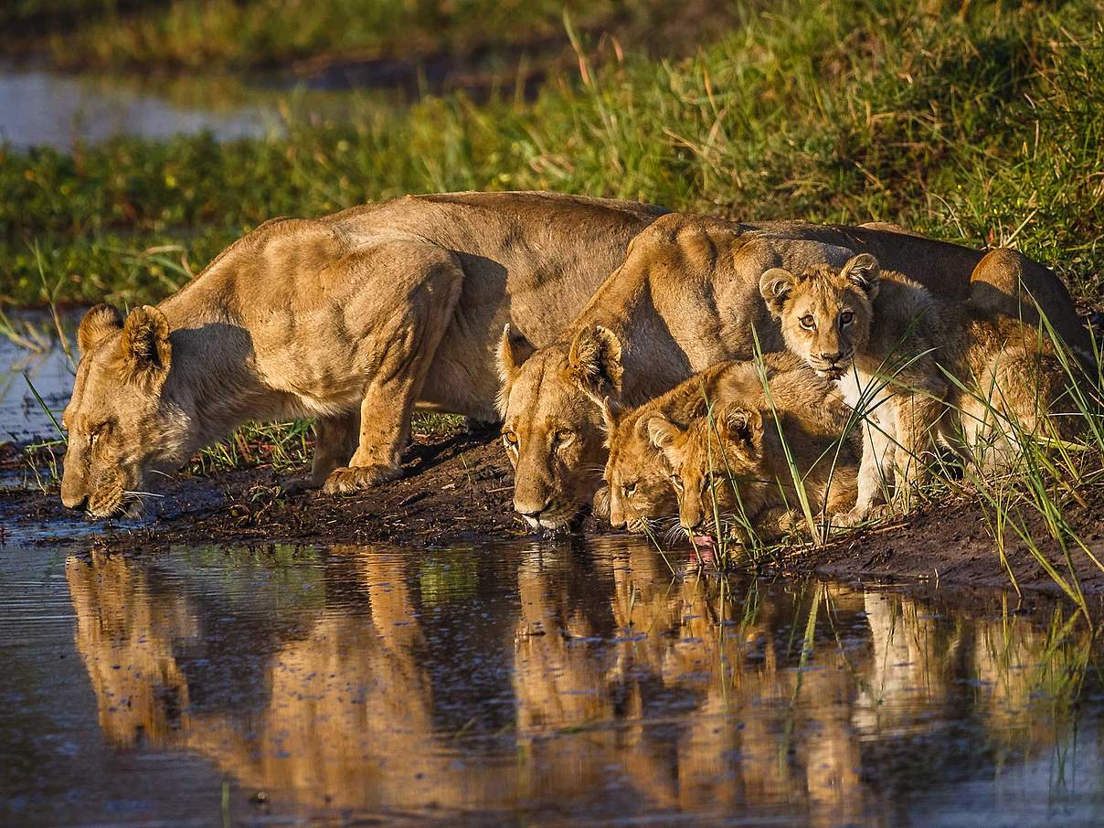 Löwenfamilie am Okavango Delta in Botswana © John Van Den Hende