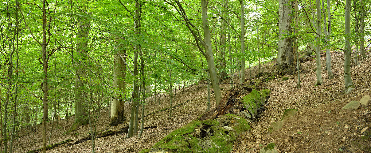 Thüringer Urwaldpfad "Hohe Schrecke" © Thomas Stephan / WWF