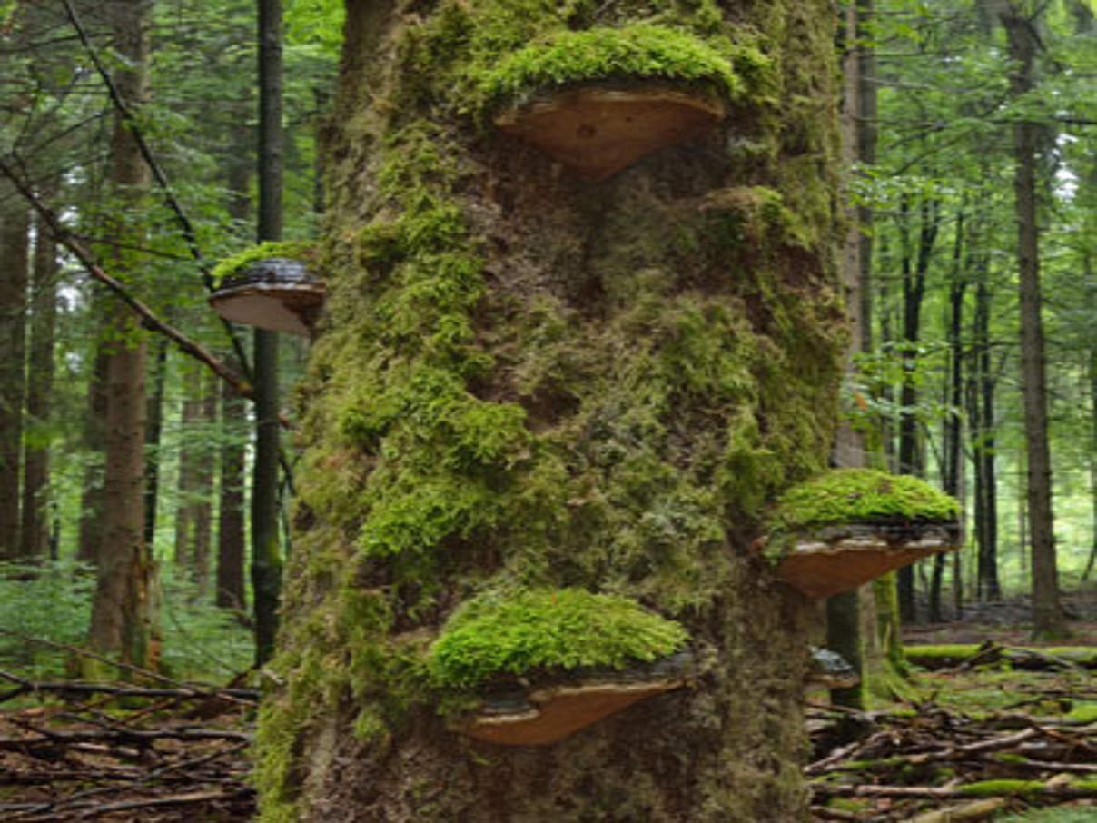 350 Vessertal Totholz Thüringen c Thomas Stephan Totholz im Thüringer Wald © Thomas Stefan
