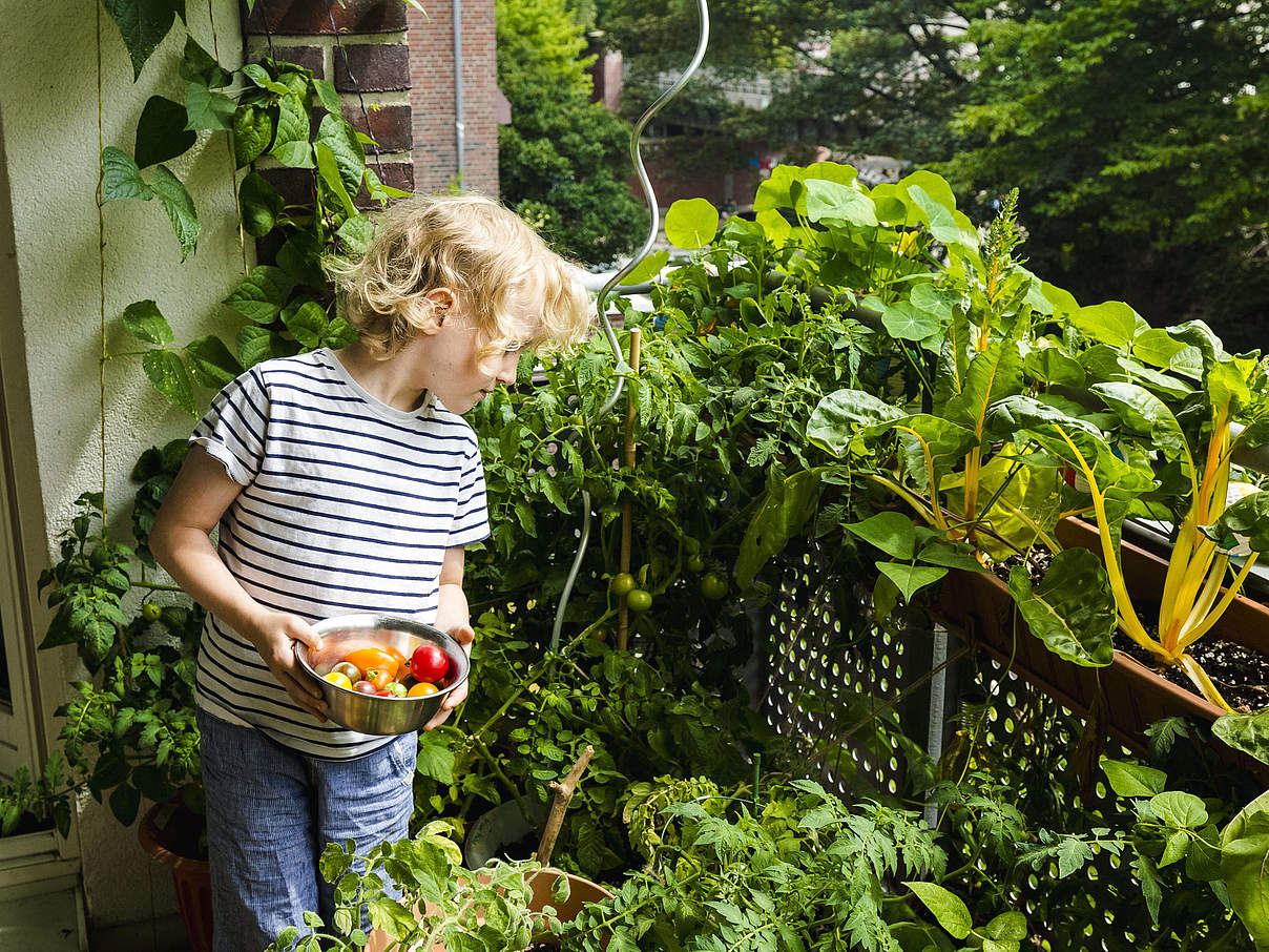 Tomatenernte auf dem Balkon © imago / Westend61