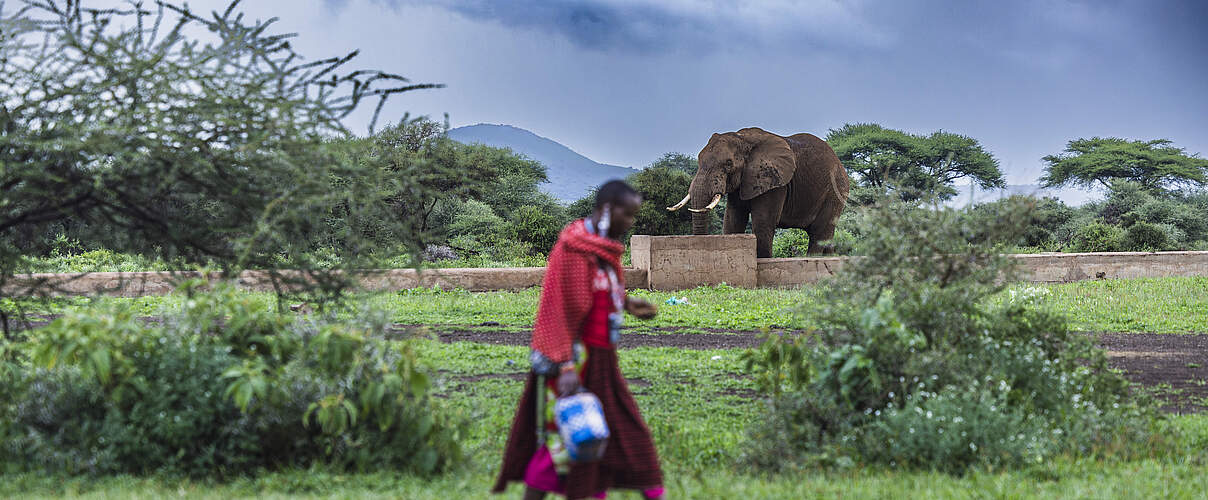 Ein Elefant trinkt aus den Wassertrögen im Dorf Imarba 