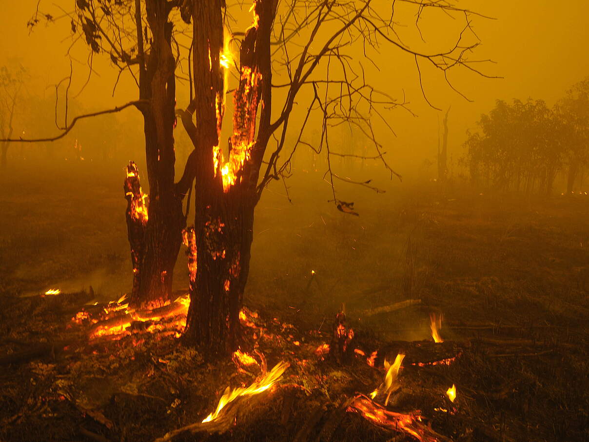 Feuer in Kalimantan © WWF Indonesien