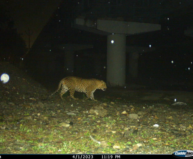 Leopard nutzt Unterführung © WWF Indien