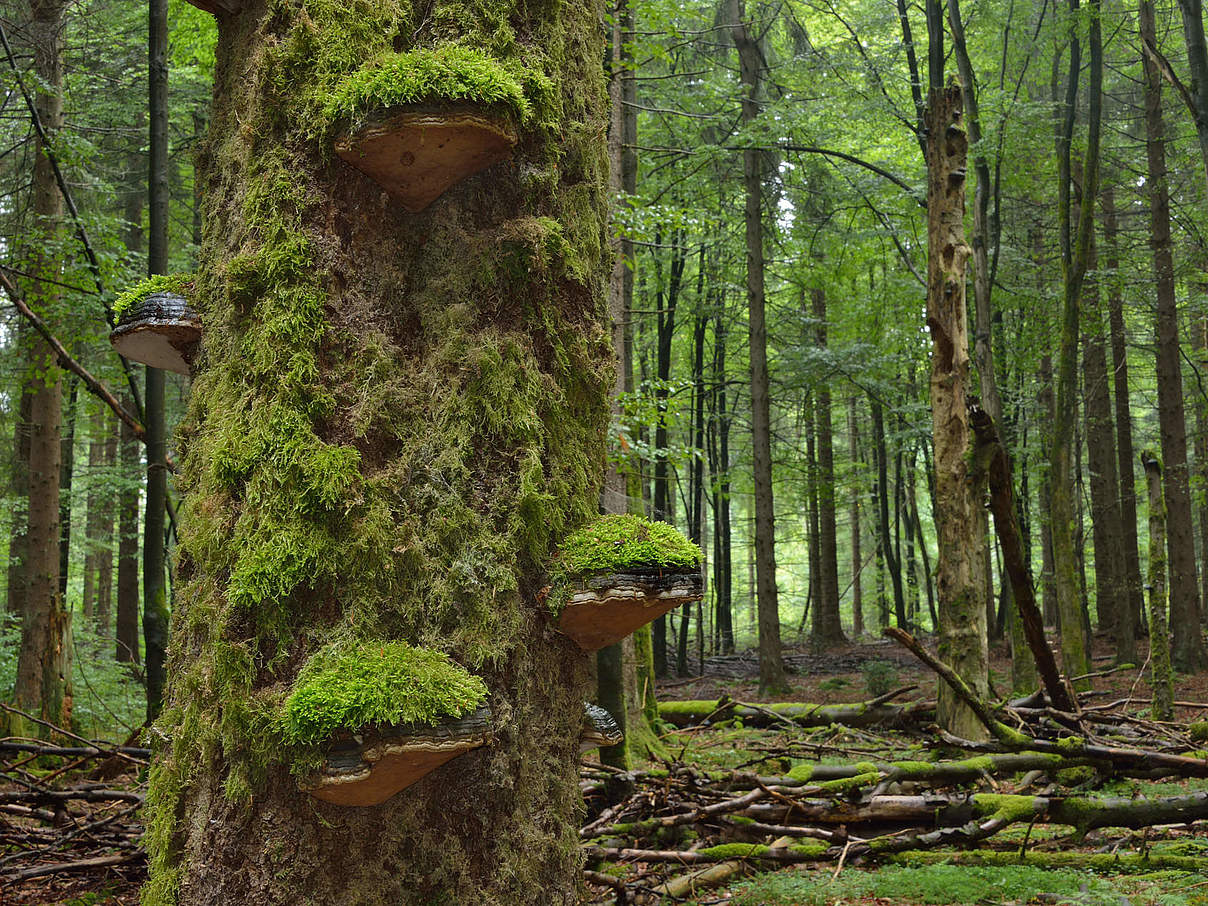 Aus Alt wird Neu: Totholz bietet Lebensraum und Nahrungsangebot © Thomas Stephan / WWF