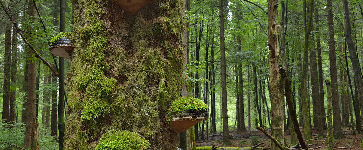 Aus Alt wird Neu: Totholz bietet Lebensraum und Nahrungsangebot © Thomas Stephan / WWF