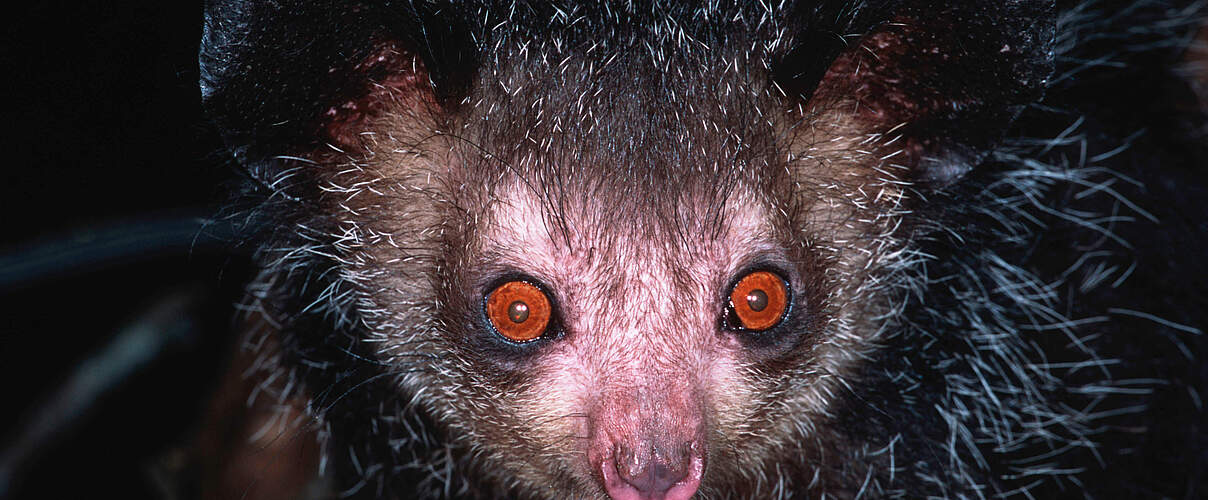 Aye-Aye, eine Lemurenart aus Madagaskar