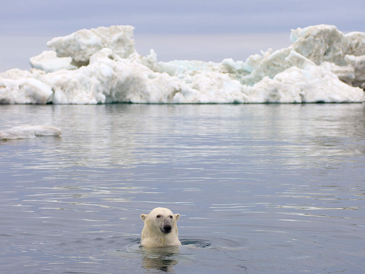 Eisbär in der Beaufortsee vor Alaska © naturepl.com / Steven Kazlowski / WWF