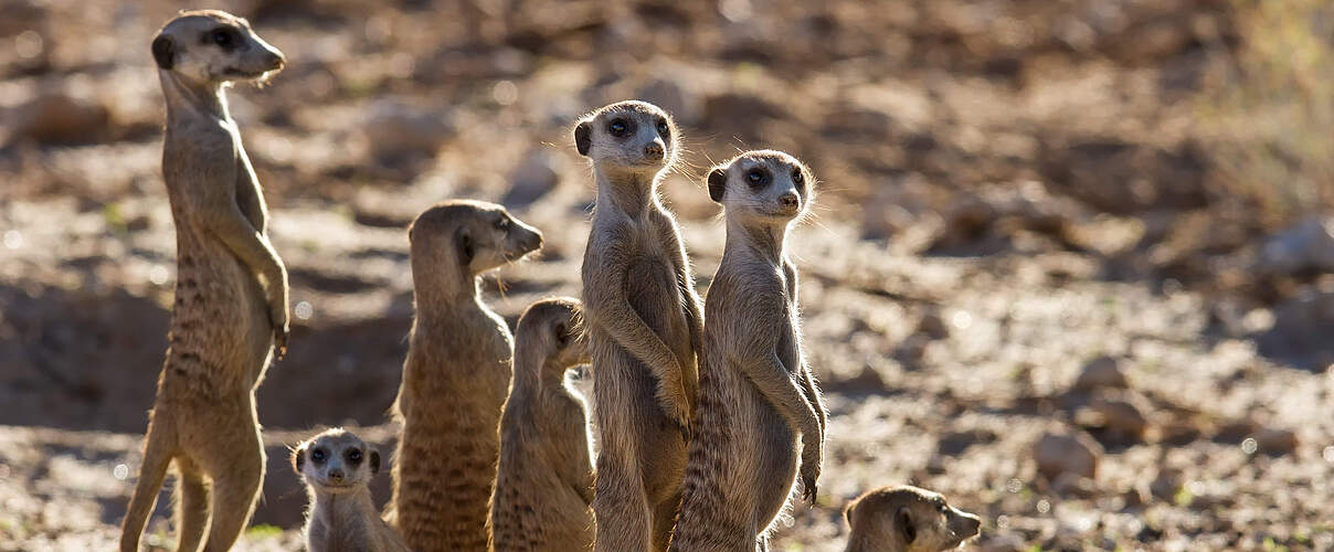 Erdmännchen Familie