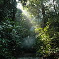Im Wald © Mubariq Ahmad / WWF-Indonesien