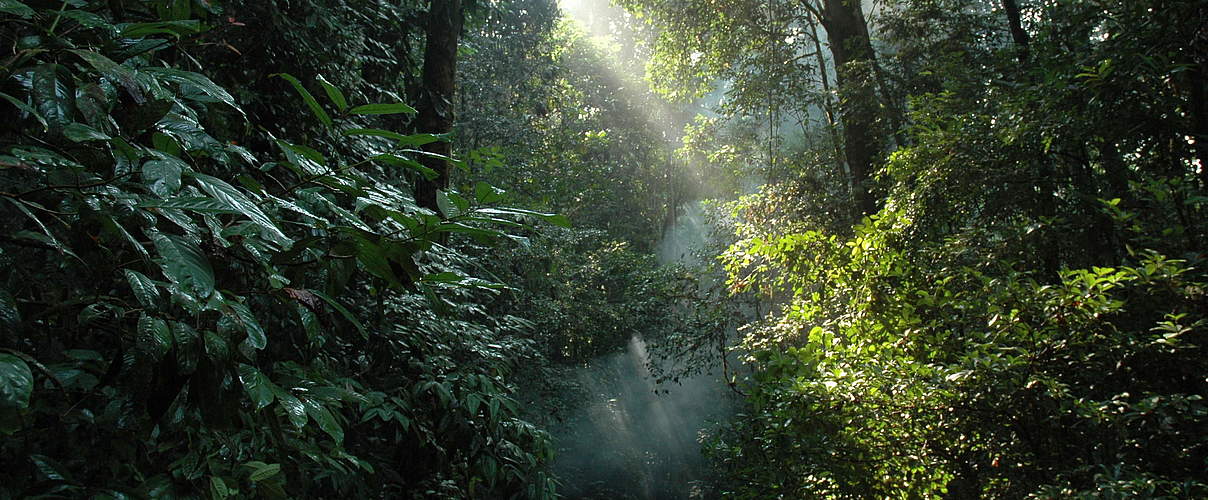 Im Wald © Mubariq Ahmad / WWF-Indonesien