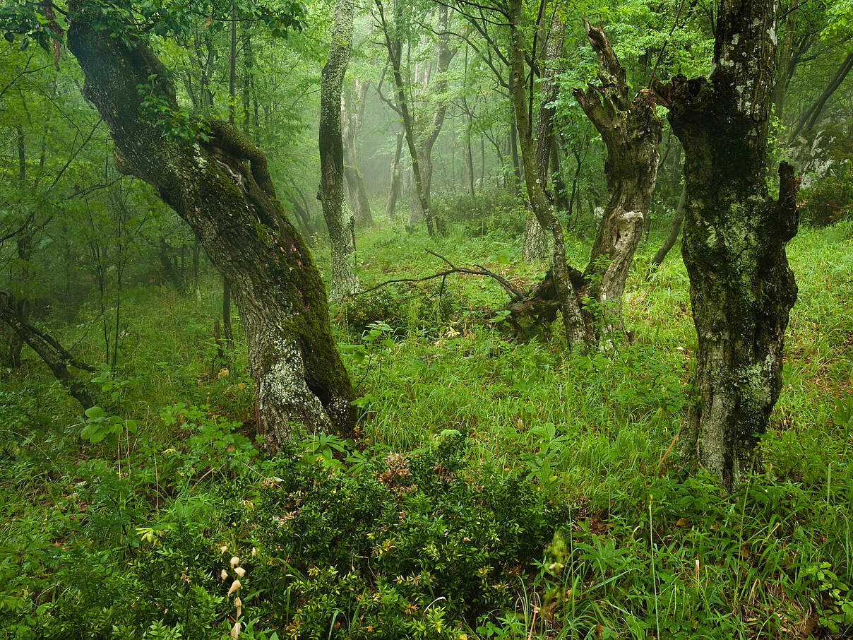 Urwald in Serbien 