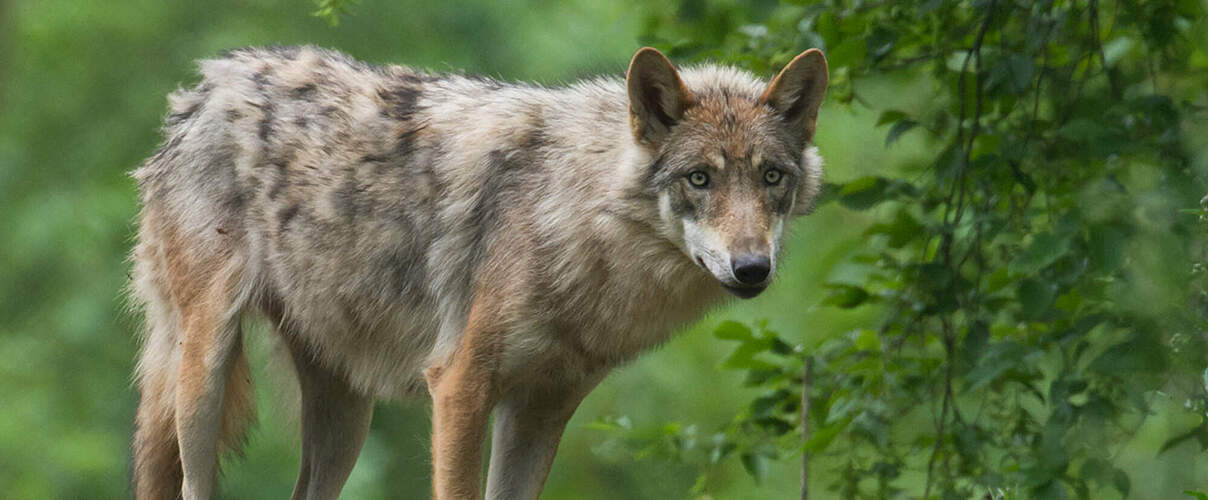 Wolf im Wald © Ralph Frank / WWF
