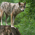 Wolf im Wald © Ralph Frank / WWF
