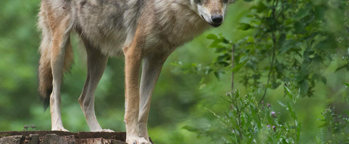 Wolf im Wald © Ralph Frank / WWF